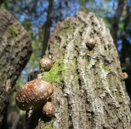 Shiitake