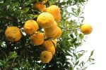 Yuzu Früchte