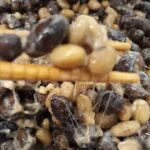 Schwarze Sojabohnen-Sojabohnen-Natto