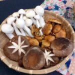 Yosenabe, Shimeji, Stockschwämmchen, Shiitake Yosenabe, Shimeji, Stockschwämmchen, Shiitake